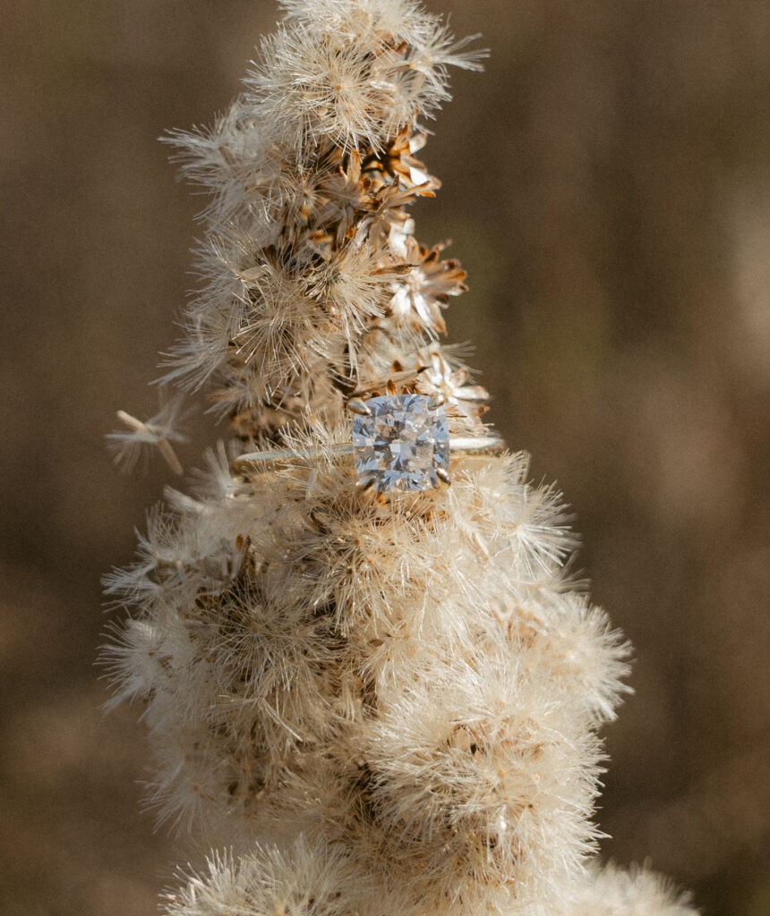 Great Smoky Mountains National Park Photography Session