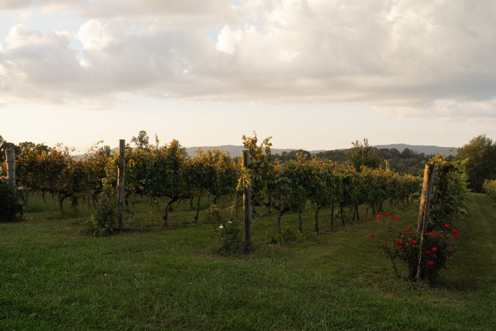 Summer at Spout Springs Winery in Blaine, Tennessee