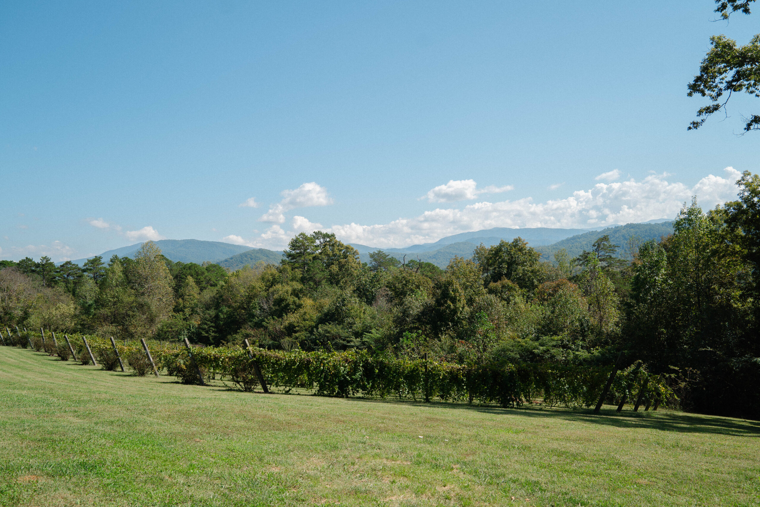 Harper's Vineyard in Townsend, Tennessee