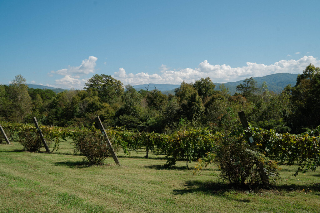 Harper's Vineyard in Townsend, Tennessee