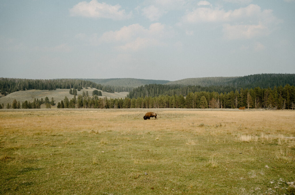Yellowstone National Park - Captured by Hayley Howard Photography