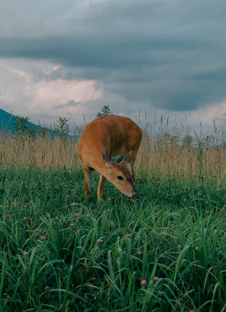 Cades Cove in the Great Smoky Mountains National Park - By Hayley Howard Photography