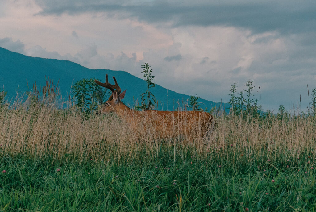 Cades Cove in the Great Smoky Mountains National Park - By Hayley Howard Photography